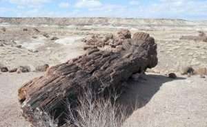 Madera petrificada